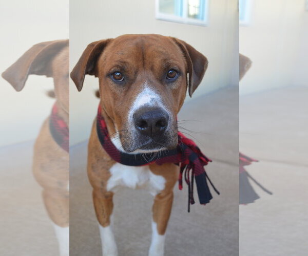 Medium Photo #2 Mutt Puppy For Sale in McKinney, TX, USA