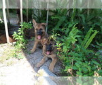 Small Photo #6 German Shepherd Dog Puppy For Sale in LAKELAND, FL, USA