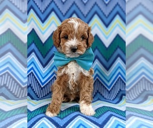 Cock-A-Poo-Poodle (Toy) Mix Puppy for sale in KIRKWOOD, PA, USA