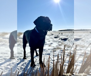 Father of the Labrador Retriever puppies born on 09/17/2026
