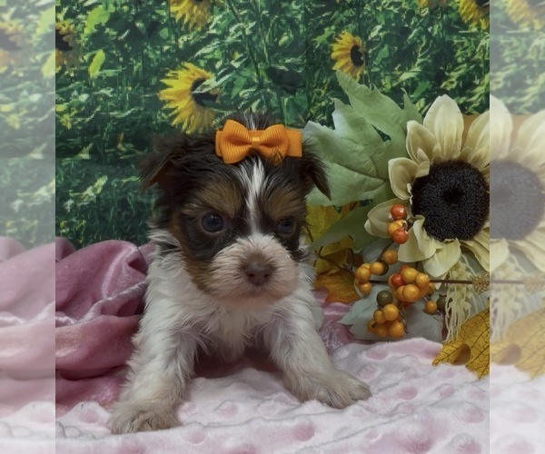 Medium Photo #5 Shorkie Tzu Puppy For Sale in SELLERSBURG, IN, USA