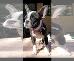 Small Photo #4 Faux Frenchbo Bulldog Puppy For Sale in SAN ANTONIO, TX, USA