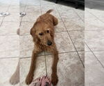 Small Goldendoodle