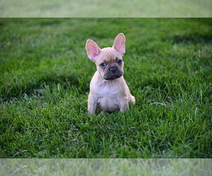 French Bulldog Puppy for sale in CHICAGO, IL, USA