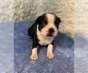 Boston Terrier Puppy for sale in CRKD RVR RNCH, OR, USA