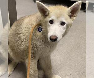Siberian Husky Dogs for adoption in Modesto, CA, USA