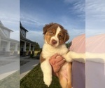 Puppy Dune Australian Shepherd