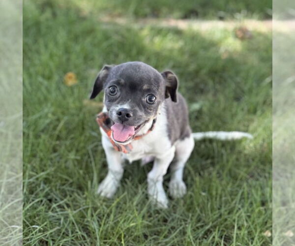 Medium Photo #3 Rat Terrier-Unknown Mix Puppy For Sale in Phoenix, AZ, USA