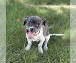 Small #2 Rat Terrier Mix