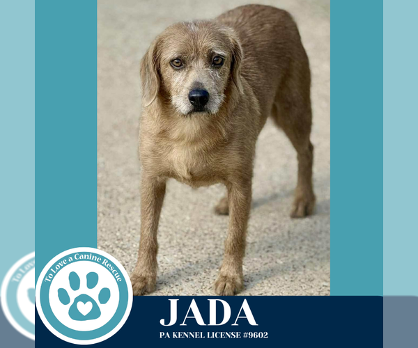 Medium Photo #2 Beagle-Unknown Mix Puppy For Sale in Kimberton, PA, USA