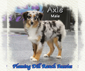 Miniature Australian Shepherd Puppy for sale in FORESTBURG, TX, USA