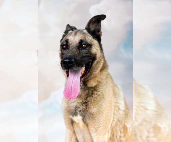Medium Photo #3 German Shepherd Dog Puppy For Sale in Pasadena, CA, USA