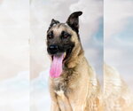 Small #2 German Shepherd Dog