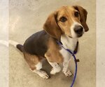 Small Photo #5 Beagle Puppy For Sale in Batavia, OH, USA