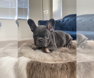 French Bulldog Puppy for sale in DENVER, CO, USA