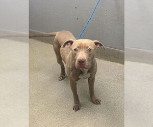 Mutt Dogs for adoption in Las Vegas, NV, USA