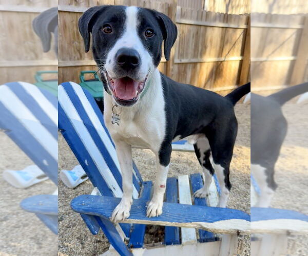 Medium Photo #1 Borador Puppy For Sale in Brewster, NY, USA