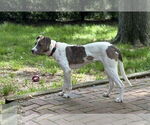 Small Photo #19 Boxer-Unknown Mix Puppy For Sale in Mount Laurel, NJ, USA