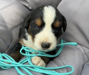 Bernese Mountain Dog Puppy for sale in SECOR, IL, USA