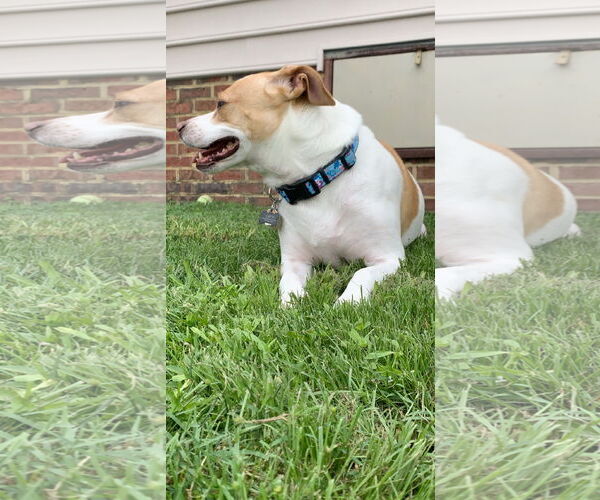 Medium Photo #2 Labrador Retriever-Unknown Mix Puppy For Sale in COLUMBIA, MD, USA