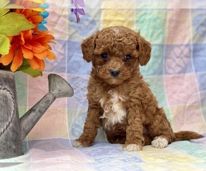 Goldendoodle (Miniature) Puppy for sale in LANCASTER, PA, USA