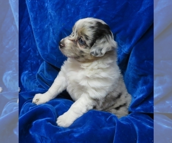 Medium Photo #6 Miniature Australian Shepherd Puppy For Sale in NORWOOD, MO, USA