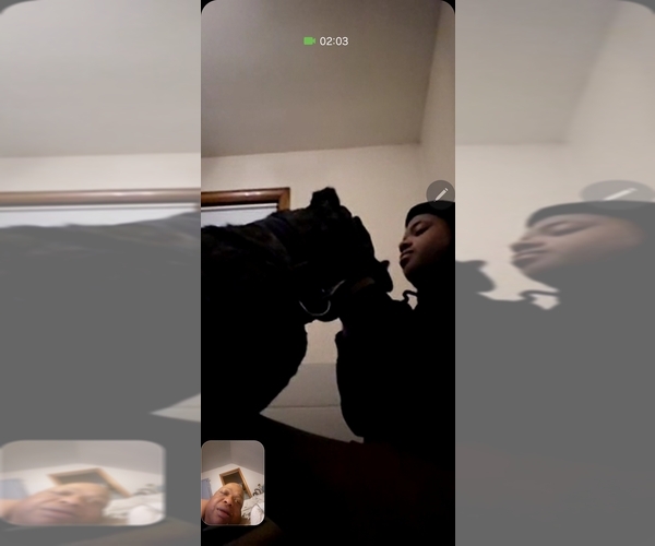 Medium Photo #7 Cane Corso Puppy For Sale in CHICAGO, IL, USA