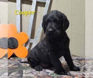 Labradoodle-Poodle (Standard) Mix Puppy for sale in CANAJOHARIE, NY, USA