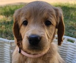 Small #4 Doodle-Goldendoodle Mix