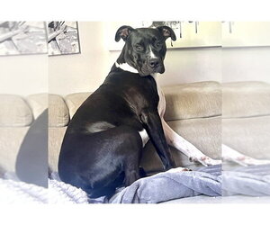 Leia - Female Mutt Dog for Adoption - Photo #10