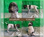 Small #3 German Shorthaired Pointer
