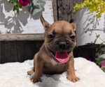 Small Photo #3 French Bulldog Puppy For Sale in GOSHEN, IN, USA