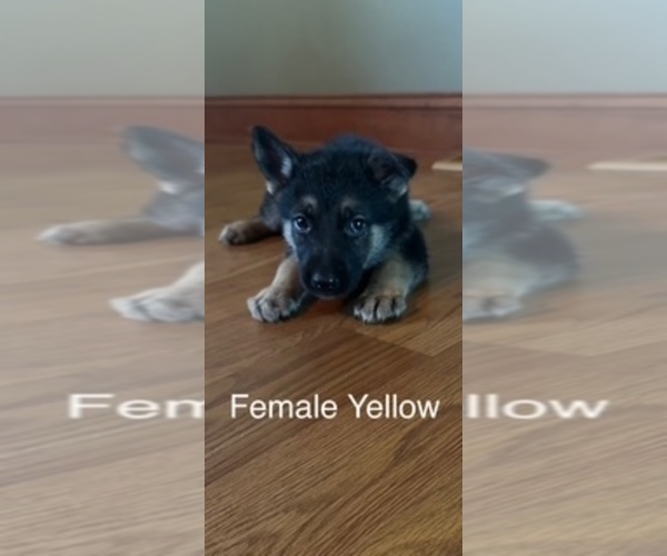 Medium Photo #14 German Shepherd Dog Puppy For Sale in PLYMOUTH, IN, USA