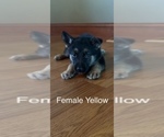 Small #13 German Shepherd Dog