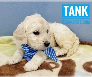 Goldendoodle Puppy for sale in CEDAR GAP, MO, USA
