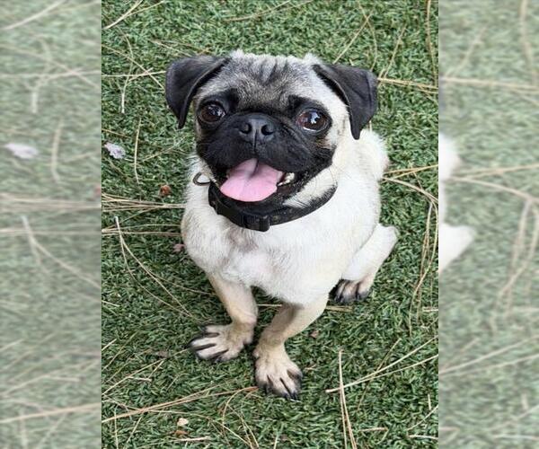 Medium Photo #1 Pug Puppy For Sale in Santa Barbara, CA, USA