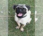 Small Pug