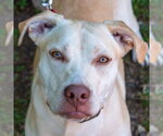 Small #12 Retriever  Mix