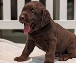 Small #4 Labrador Retriever