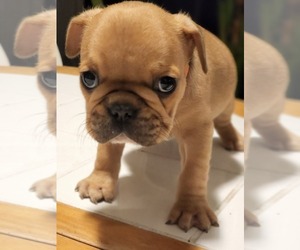 French Bulldog Puppy for sale in CAPE CORAL, FL, USA