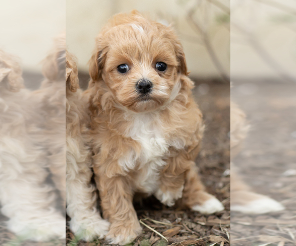 Medium Photo #7 Maltipoo Puppy For Sale in MILLERSBURG, IN, USA