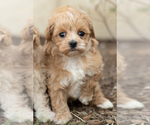 Small Photo #7 Maltipoo Puppy For Sale in MILLERSBURG, IN, USA