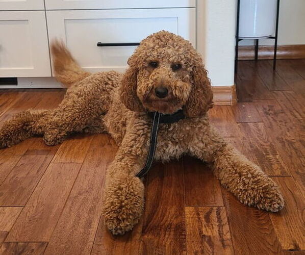 Medium Photo #10 Goldendoodle Puppy For Sale in BATTLE GROUND, WA, USA