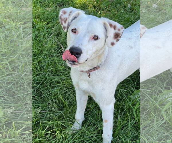 Medium Photo #2 Mutt Puppy For Sale in Farmington, MN, USA
