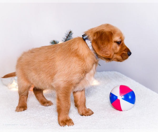 Medium Photo #24 Golden Retriever Puppy For Sale in WAKARUSA, IN, USA