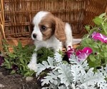 Small #1 Cavalier King Charles Spaniel