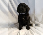 Small Photo #9 Poodle (Standard) Puppy For Sale in ODESSA, WA, USA