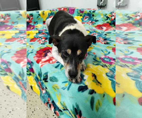 Medium Photo #1 Jack-Rat Terrier Puppy For Sale in York, SC, USA