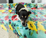 Small Jack-Rat Terrier