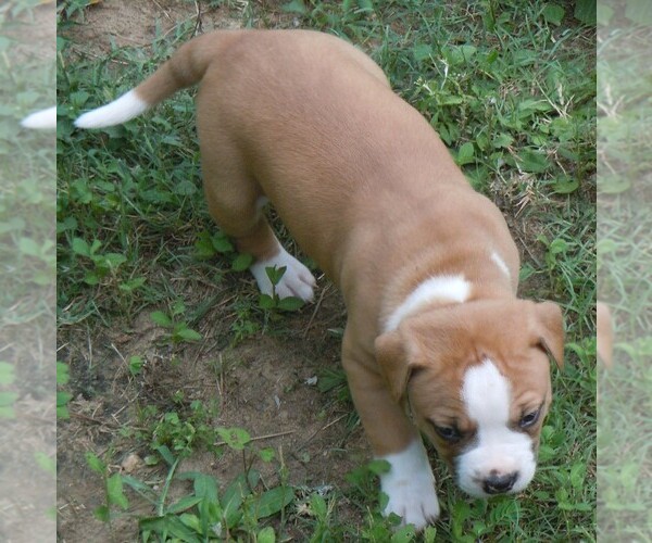 Medium Photo #2 American Bulldog Puppy For Sale in OPELIKA, AL, USA